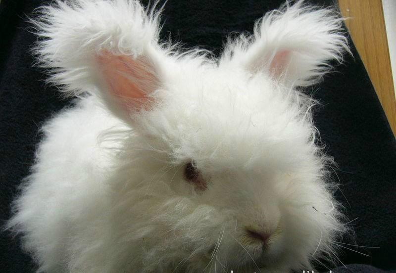 长毛兔的毛发打理守则,你都做到了吗