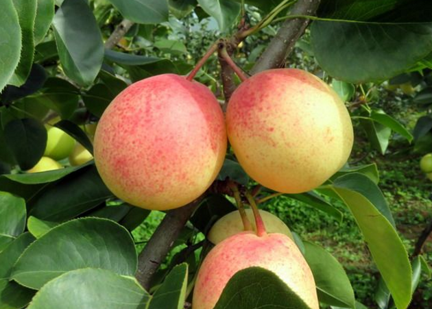 八月红梨果皮黄色,阳面红色,美观,肉质细,汁多,味香甜