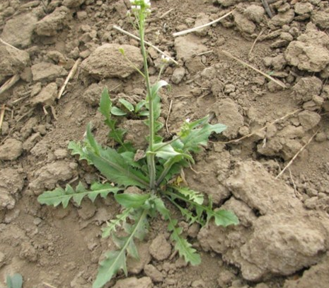 春天是吃野菜的季节,这种带花的野菜就不要挑来了