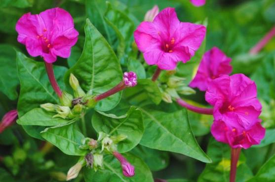 [图]农村常见的“洗澡花”，只在傍晚开花，对女性有很大的特效！