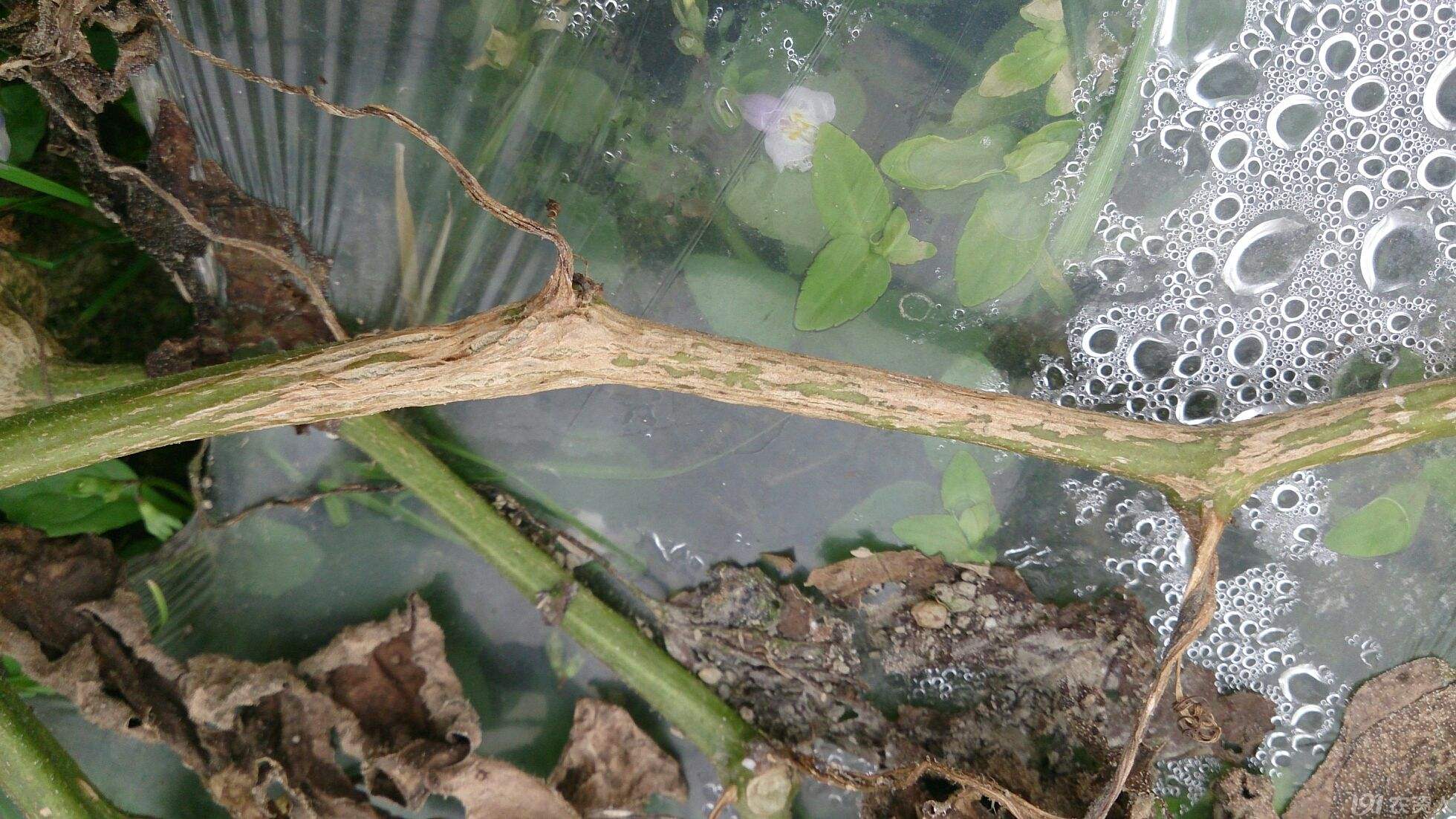 西瓜枯萎病防治方法