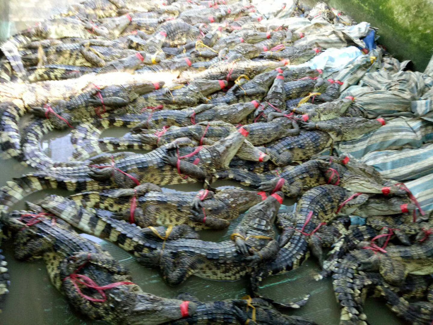 印度鳄鱼养殖场图片