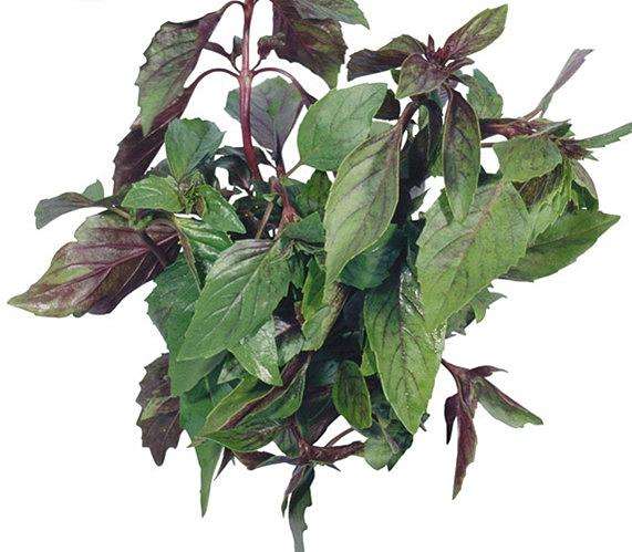 这种野菜农村随处可见,浑身是宝,对气管炎有一定疗效