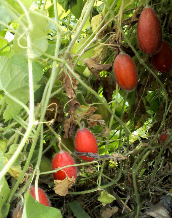 东北"气包子",一代东北人的童年味道!