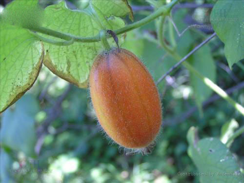 东北"气包子",一代东北人的童年味道!