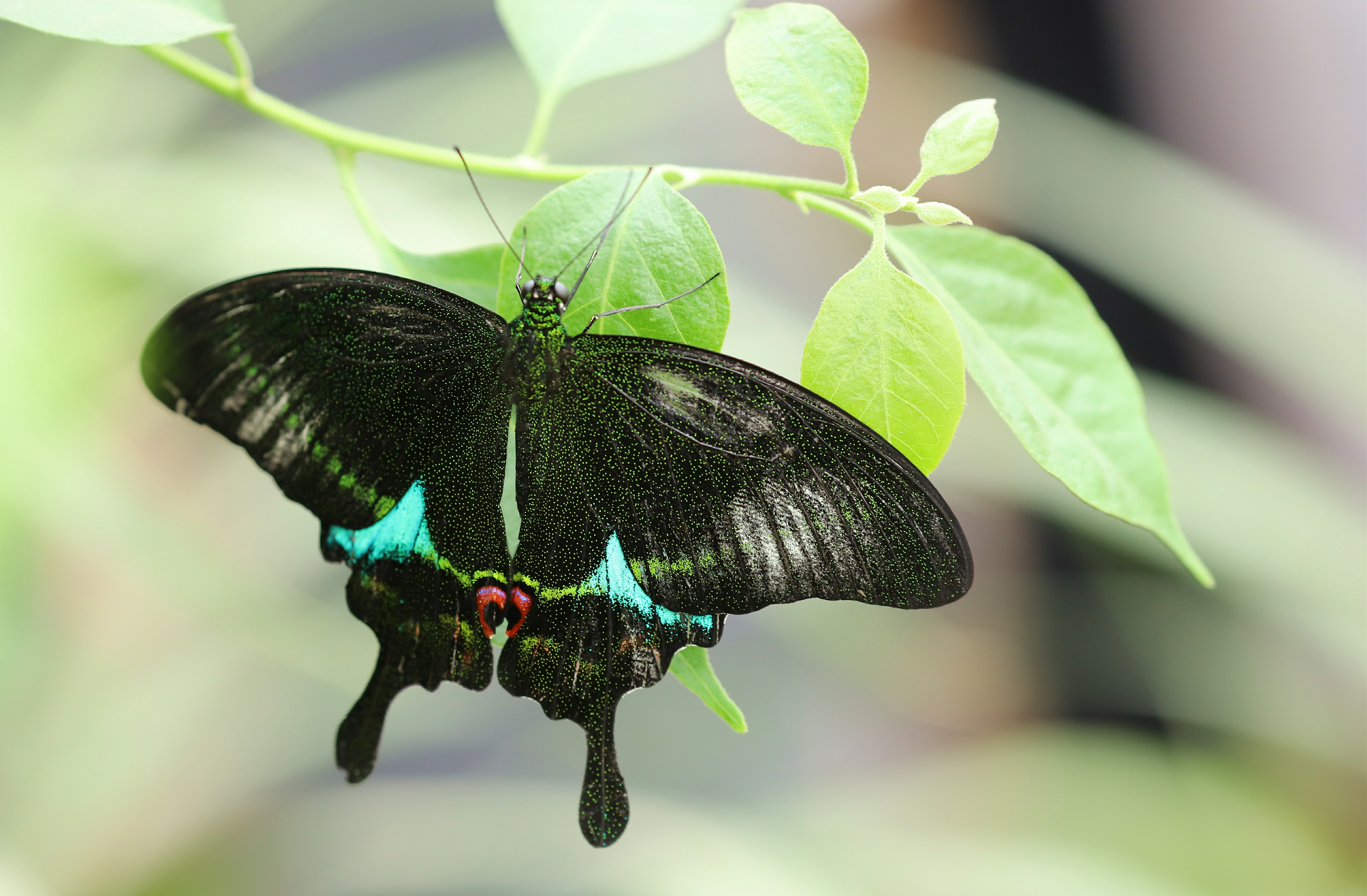 顺义七彩蝶园实拍:最美人间四月天,翩翩彩蝶满坪飞