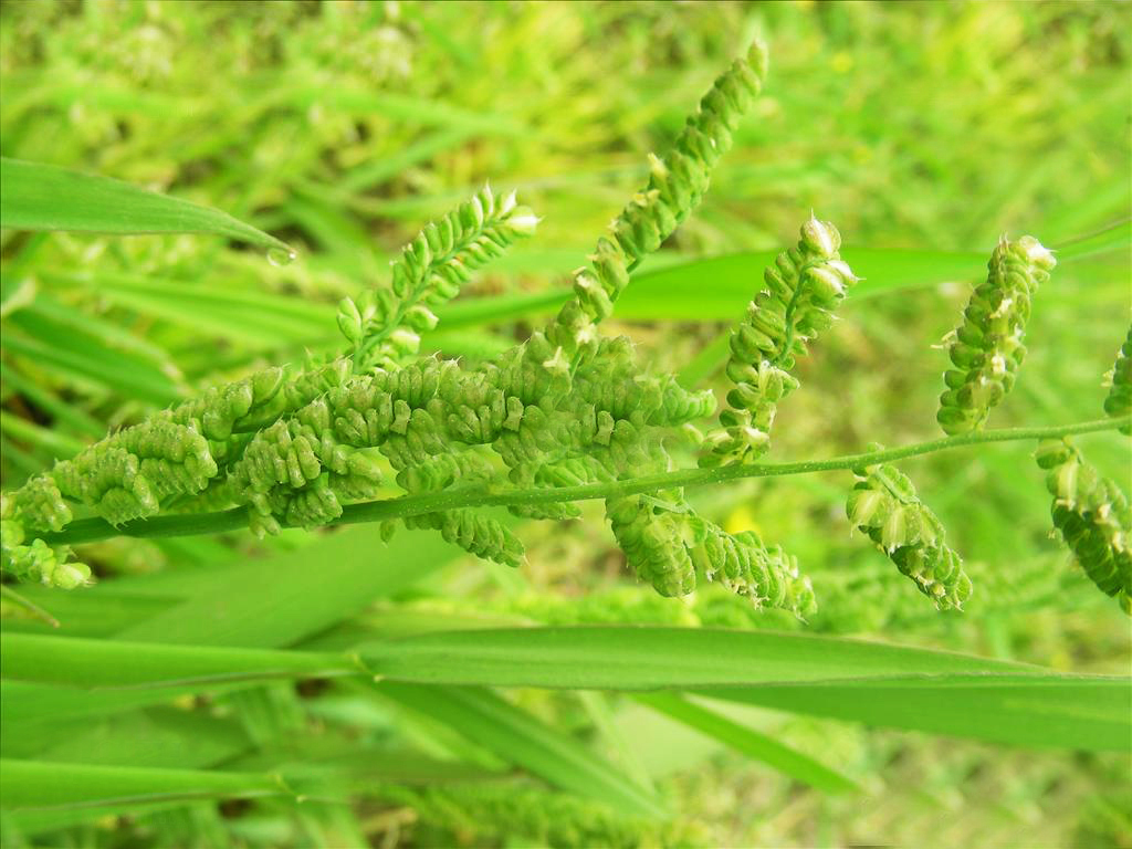 农村这种形似小麦的野草,曾是牛羊饲料,它的种子熬粥喝能治胃病