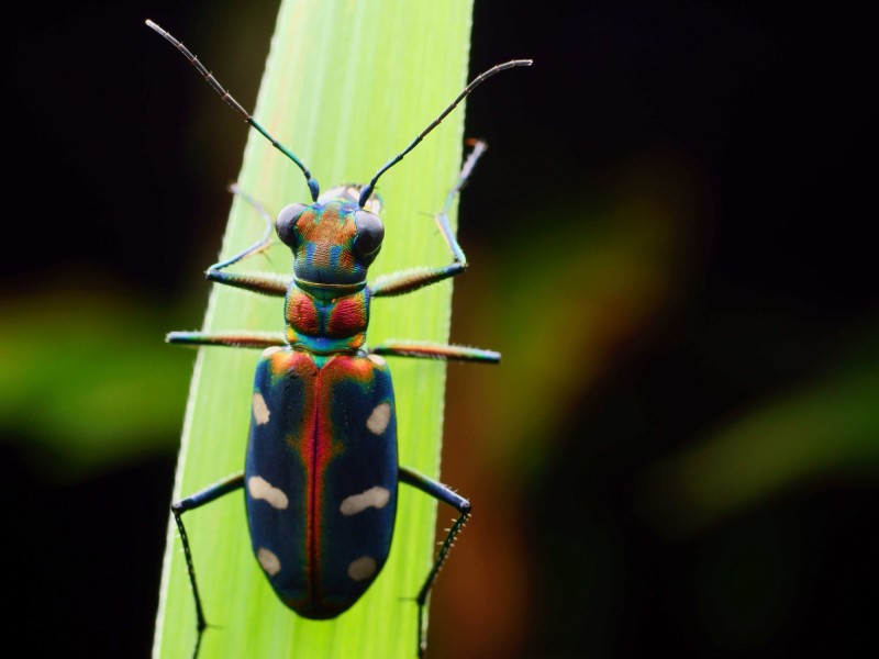 鞘翅目肉食性昆虫科虎甲图片