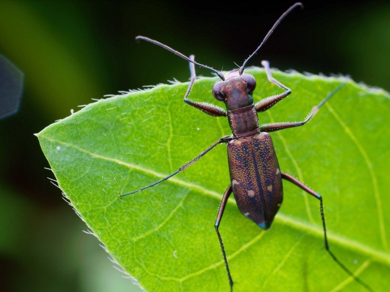 鞘翅目肉食性昆虫科虎甲图片
