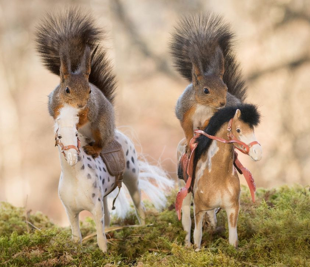 大熊猫竟然把孩子含在嘴里?想不到这都是因为母爱