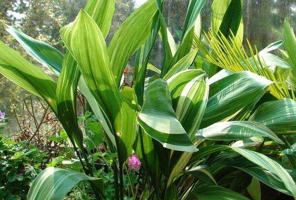 有种植物叫"蜘蛛抱蛋",是不是很特别呢?