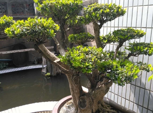 欣赏几棵百年白皮黄杨老桩,千姿百态,苍劲挺秀