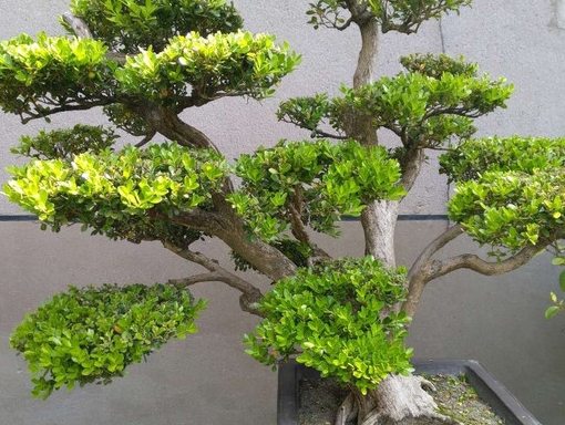 欣赏几棵百年白皮黄杨老桩,千姿百态,苍劲挺秀