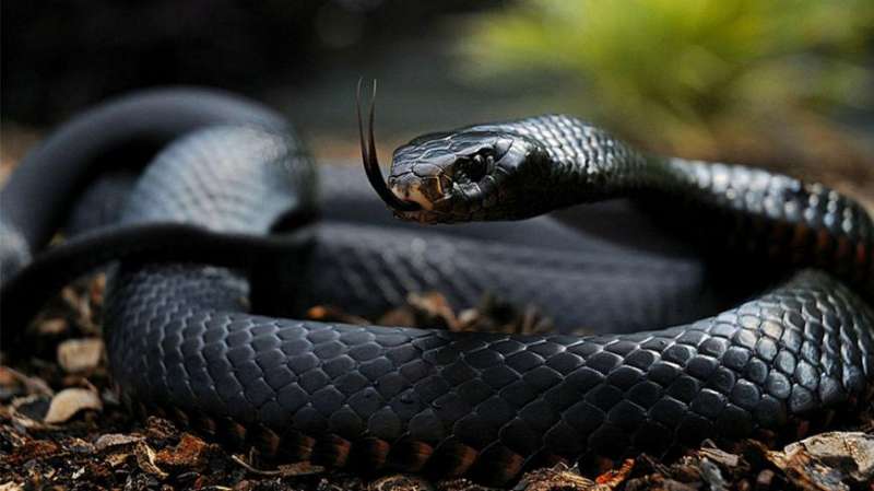 眼镜王蛇大战黑曼巴!猜猜谁更强?,大自然,野性,好看视频