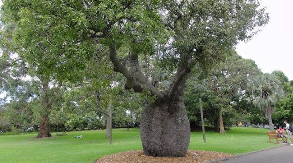 "水桶之腰"大有用:且看瓶子树那粗大"腰肢"的奇思妙用