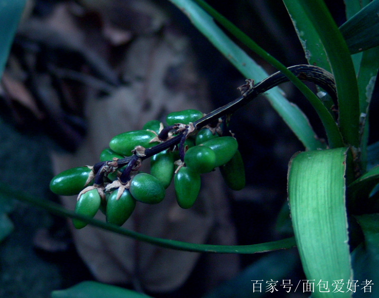 沿階草百合科草本 根纖細,近末端處有時具小塊根