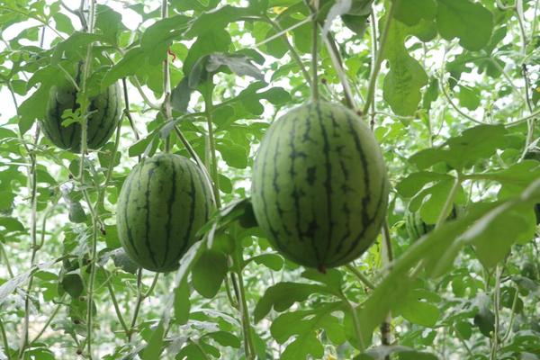 很多地方都有西瓜田,但是居然有西瓜长在树上,你知道为什么吗?