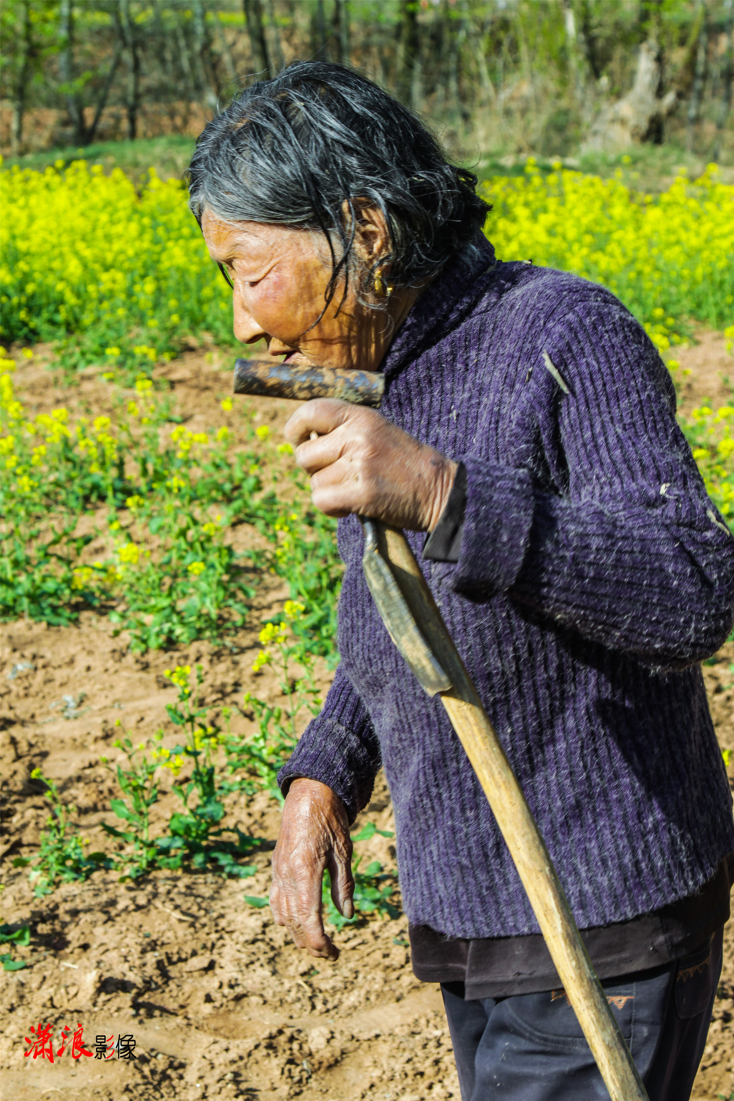 油菜花开,80岁老奶奶耳聋腿疼,依然坚持下地干农活