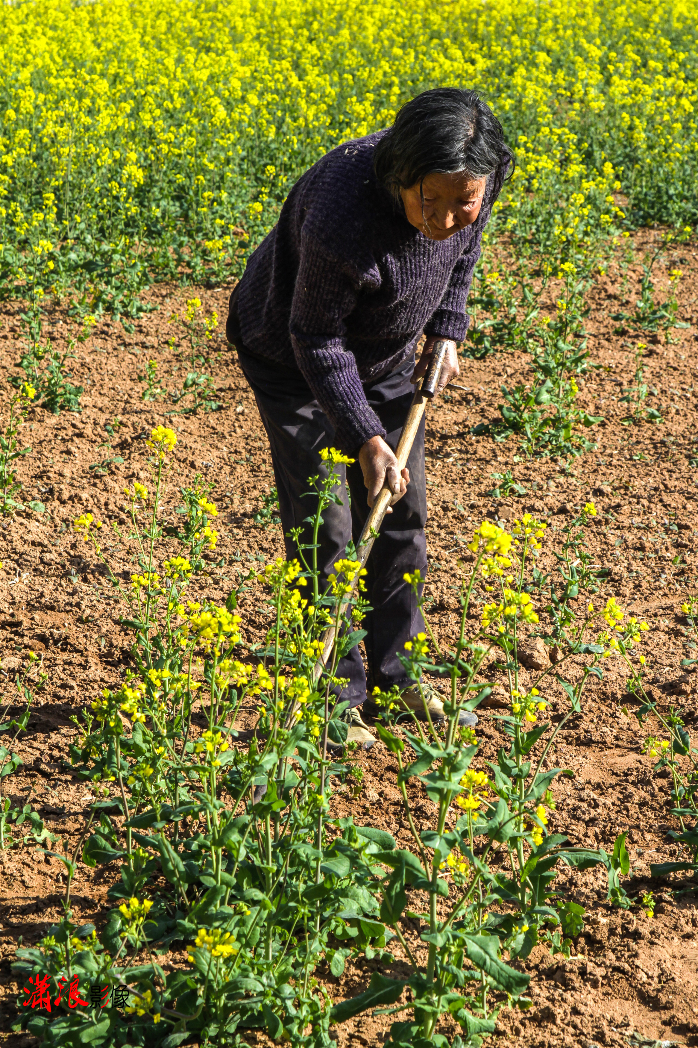 油菜花开,80岁老奶奶耳聋腿疼,依然坚持下地干农活
