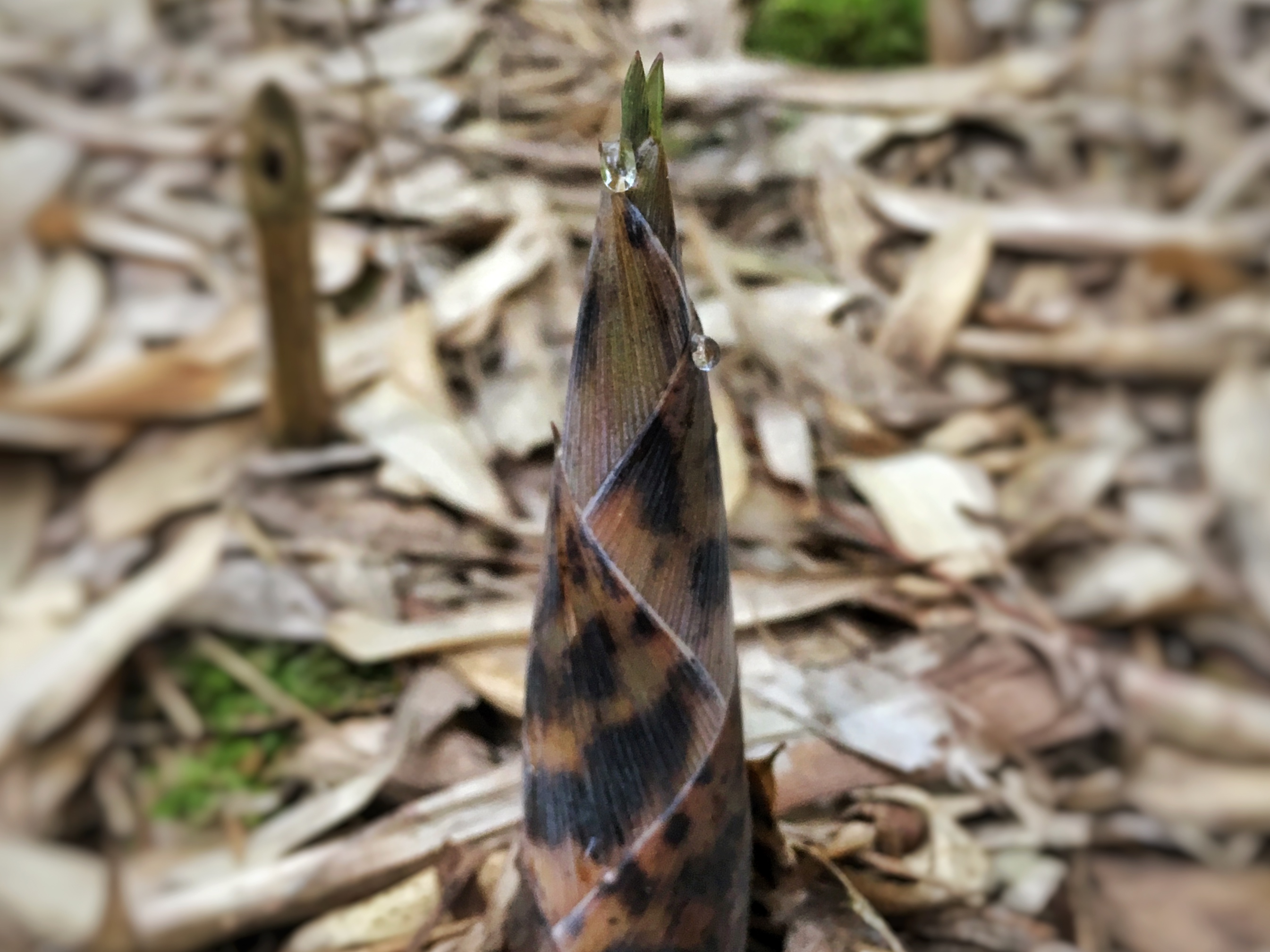 见多了超市里的笋,来看看山里的笋长什么样吧!