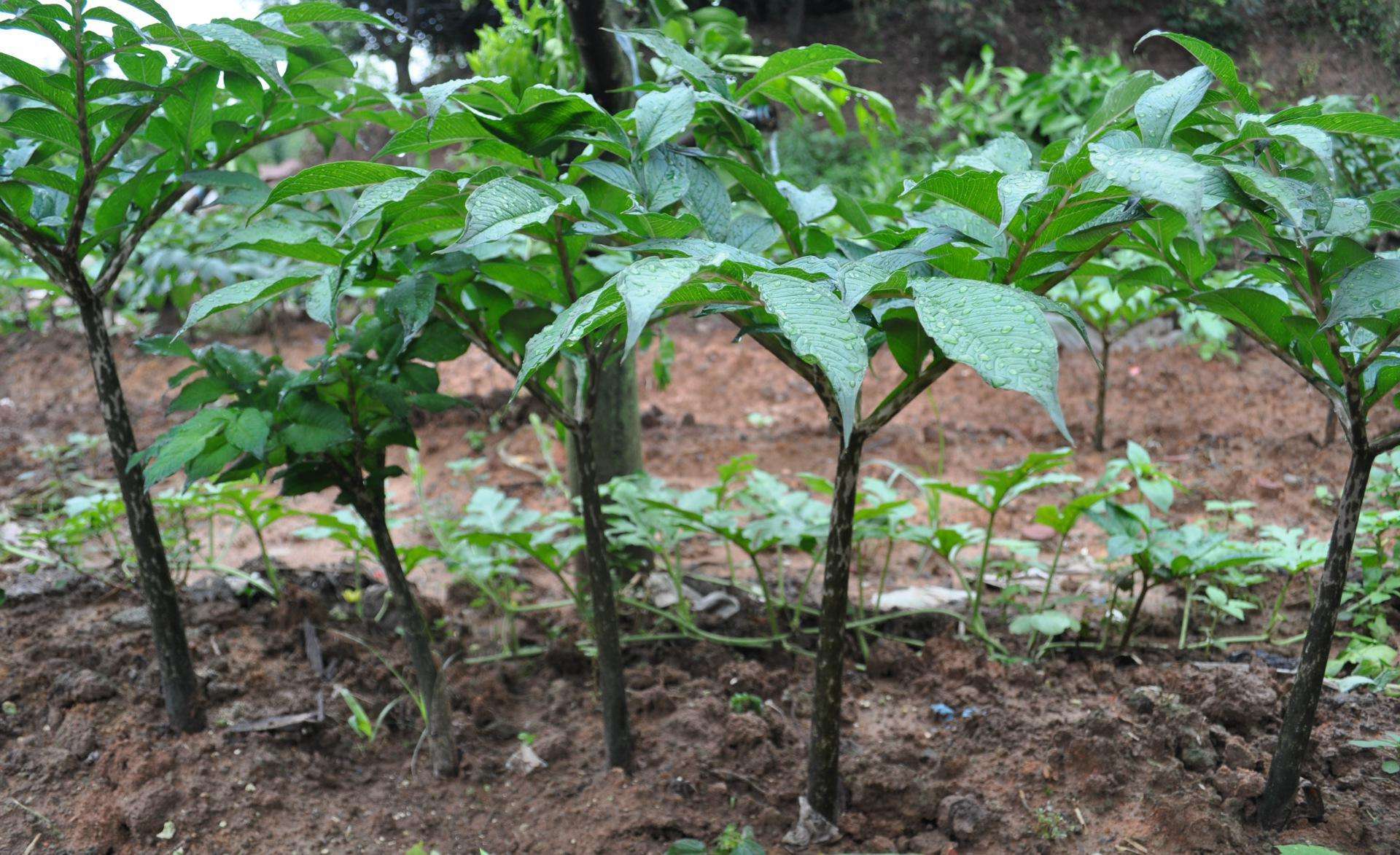 农村人叫它"鬼芋",外形很可怕,手碰了会痛痒,但做豆腐是一绝