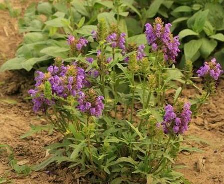 夏枯草的作用很多,是一种传统的中药材,除了可以治疗头疼眩晕之外