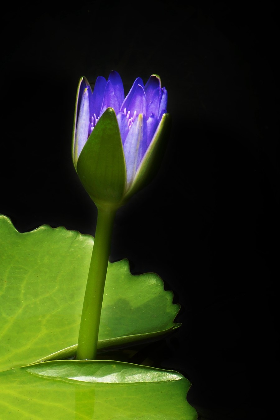 全球最昂贵的一种花——紫火莲