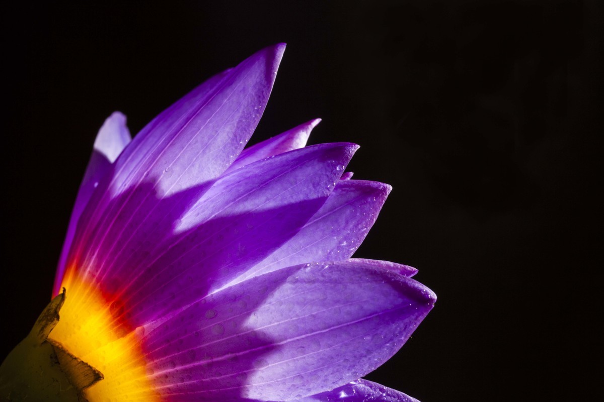 全球最昂贵的一种花——紫火莲