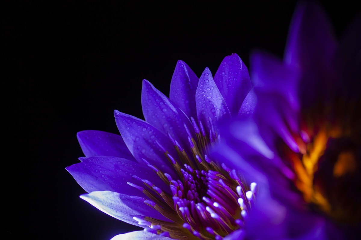 全球最昂贵的一种花——紫火莲