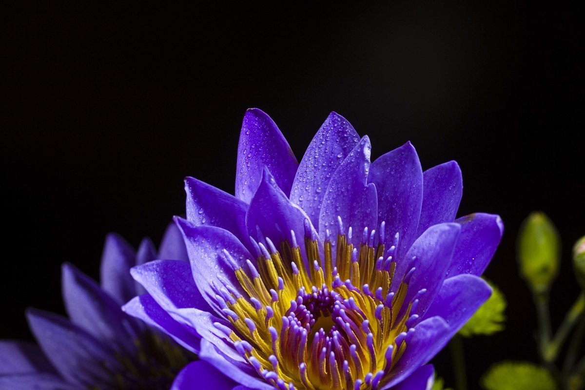 全球最昂贵的一种花——紫火莲