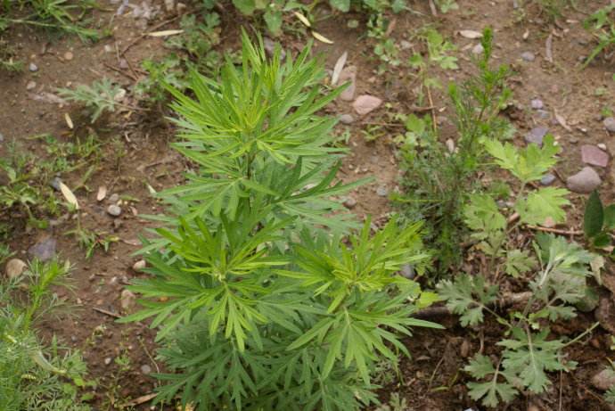 农村这种"万能草",具有安神安胎的功效,特殊时刻还能辟邪