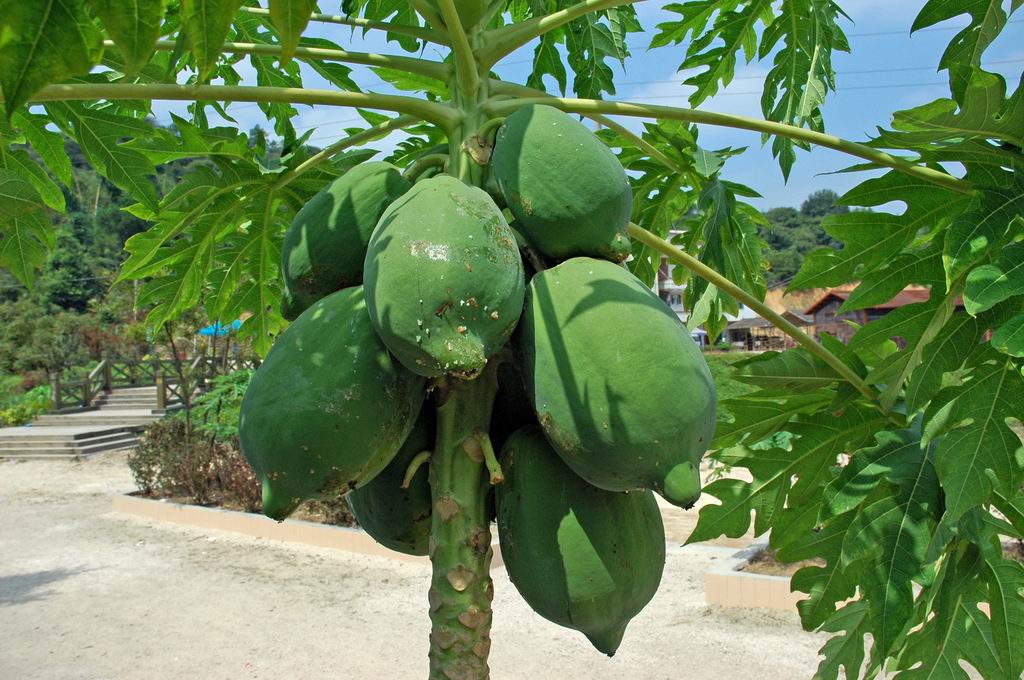 吃木瓜真的能丰胸吗?真相让人无言以对!