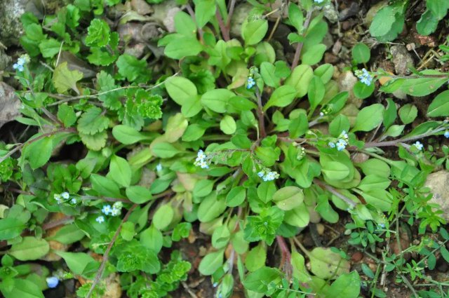 乡下这种"附地菜",却不能当菜吃,内用胃痛吐血,外治跌打损伤