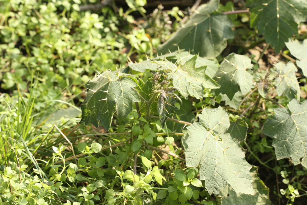 野生刺茄嫁接茄子图片