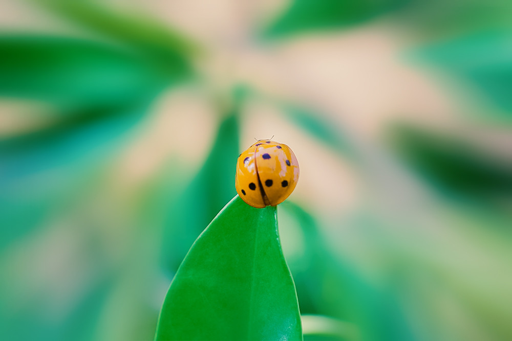 微距摄影:十三星瓢虫