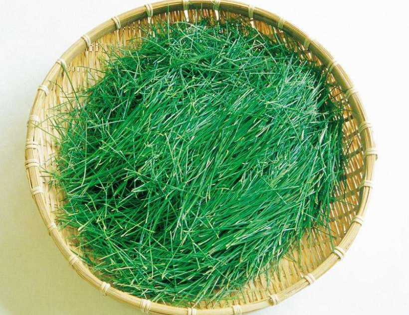 在农村,松针一般都是由它自己在山上晒干后,然后捡