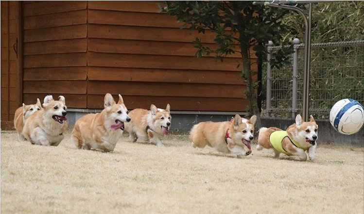 一群柯基打足球赛,激烈争抢都想带球跑,无奈腿太短