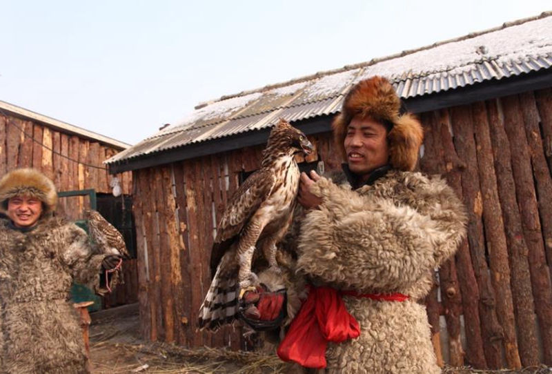 吉林长白山满族鹰屯训鹰人:训练猎鹰2分钟活捉野兔