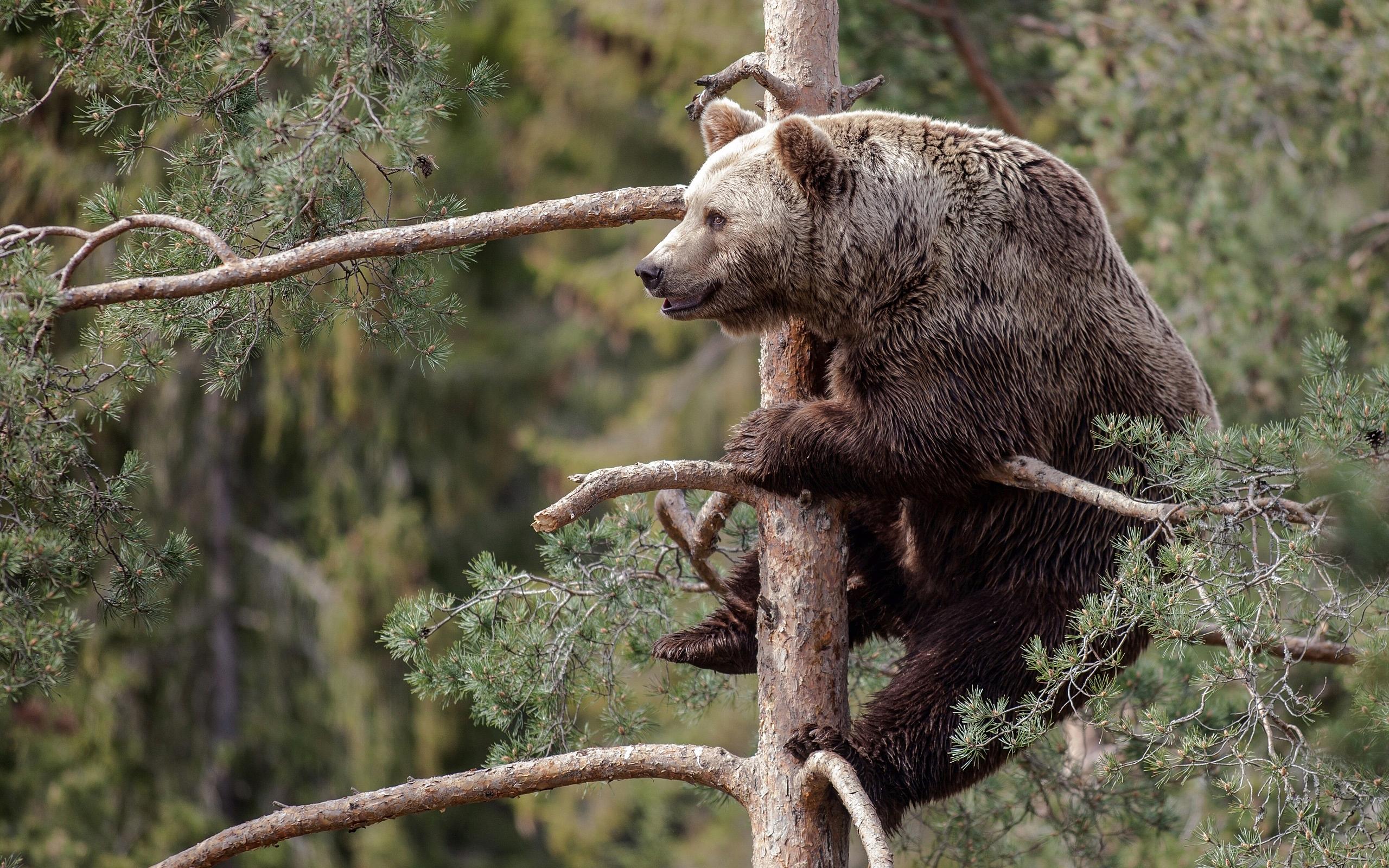 世界上最大的棕熊,科迪亚克岛棕熊