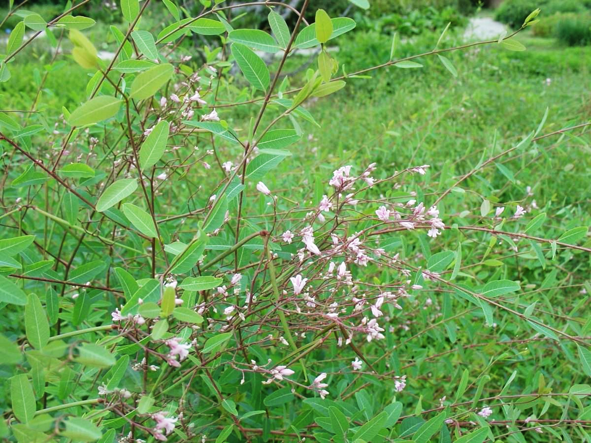 农村一种红花野草,皮能做衣服,叶子泡茶喝对心脏好