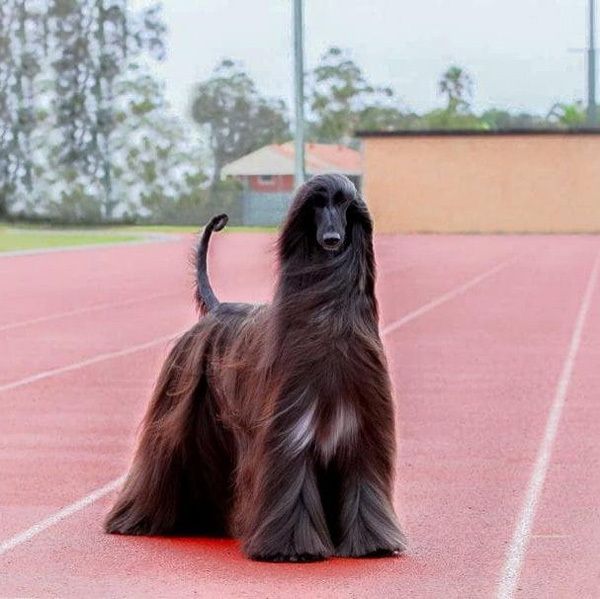 智商最低的阿富汗猎犬,却能成为贵族狗,靠的居然是