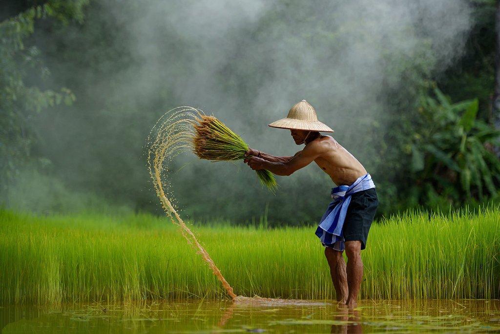泰国湄公河农民收割水稻 劳作画面美如仙境