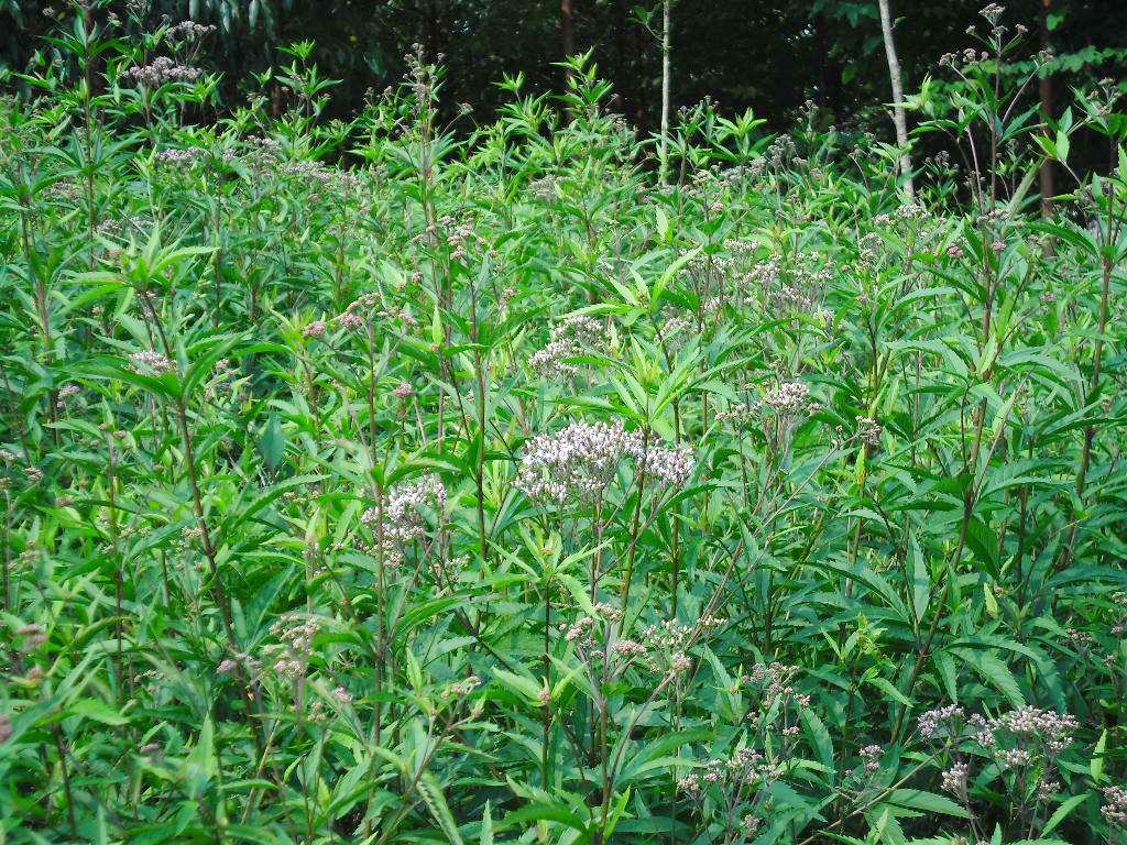 这种野草比香水还香,曾是古代"樟脑丸",如今成了麻辣烫底料