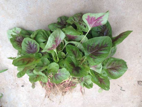 农村这种不起眼的野菜,不仅美味又营养,还特别适合这种人吃!