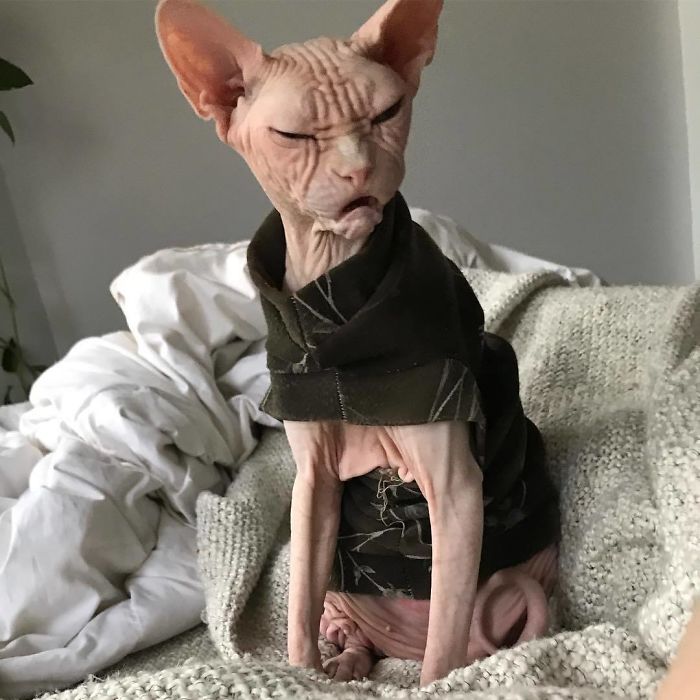 这只满脸都写着不高兴的斯芬克斯猫,简直就是一大佬,感受下