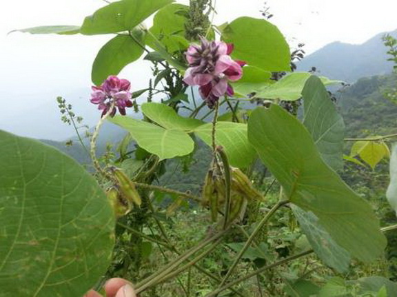 葛根在南方的农村一种很常见的植物,大家都不陌生