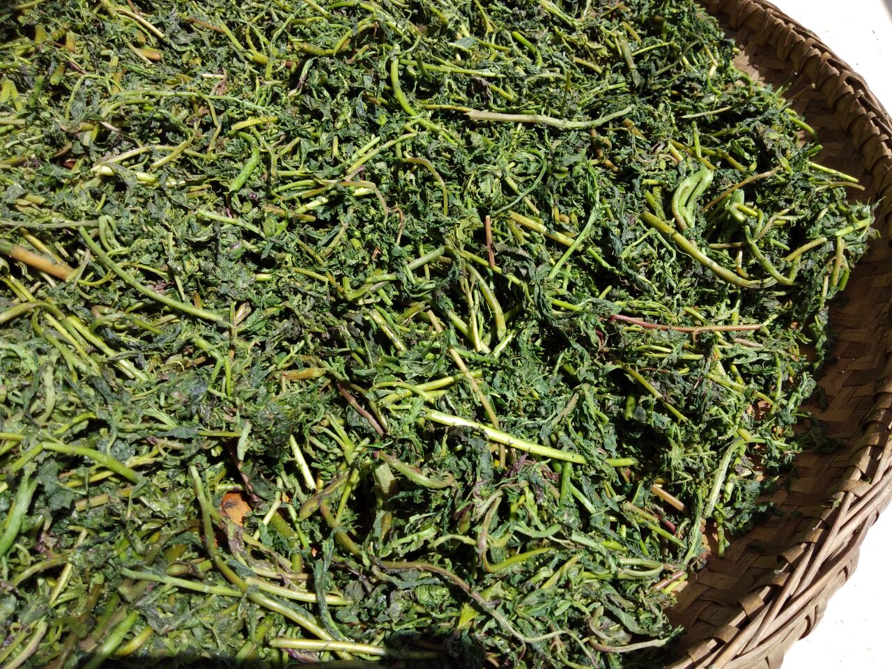 农村的美味,四张图告诉你干香椿的制作,简单易学