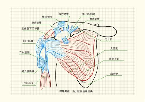 只有一副哑铃的情况下,如何有效锻炼肩部肌肉,练出虎头肩