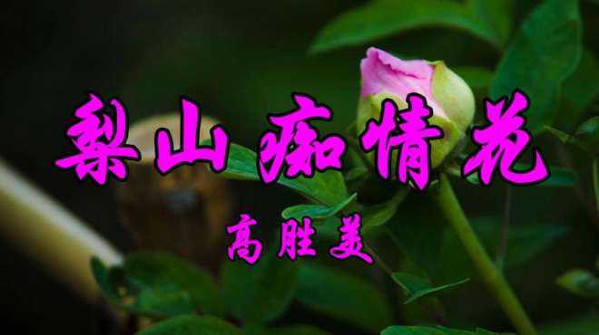 [图]怀旧经典，高胜美一首《梨山痴情花》甜美至极