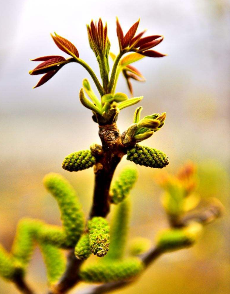 核桃花的吃法也很简单,将核桃花采摘下来之后洗干净,用水炒一下,可以